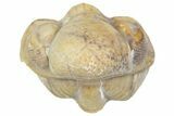 Enrolled Kainops Trilobite - Black Cat Mountain, Oklahoma #362996-1